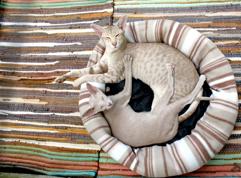 Cozy Siamese Cats on Striped Rug - Serene Home Background Wallpaper