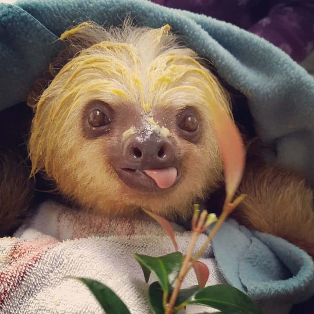Adorable Sloth in Blanket - Quirky & Humorous Wallpaper Background