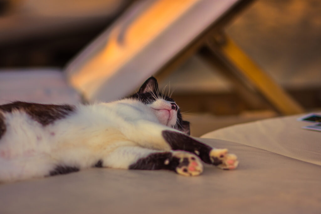 Cozy Cat Wallpaper: Spotted Feline Relaxing in Warm Light