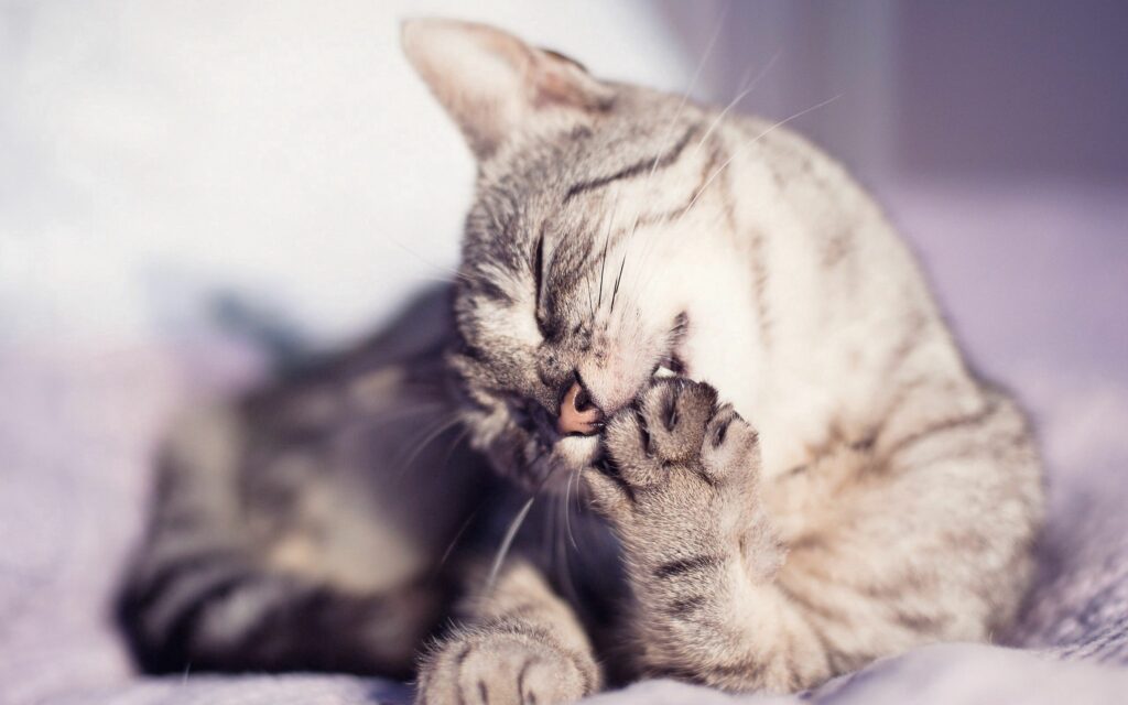 Cozy Spotted Cat Wallpaper: Soft Lighting & Serene Atmosphere