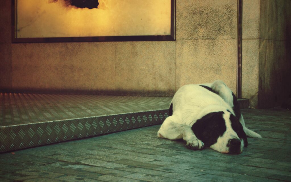Cozy Spotted Dog Lying on Tiled Surface - Serene Wallpaper Background