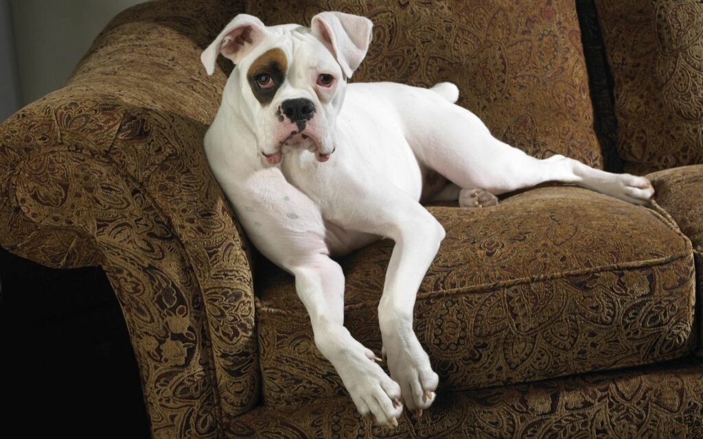 Cozy Spotted Dog on Stylish Upholstered Couch Wallpaper Background