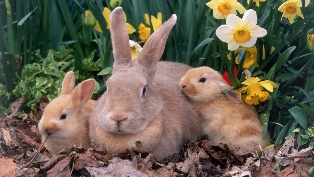Adult rabbit with two baby bunnies in yellow daffodils and dry leaves spring wallpaper
