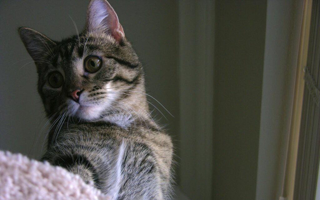 Cozy Striped Cat Wallpaper: Close-Up with Expressive Eyes Background