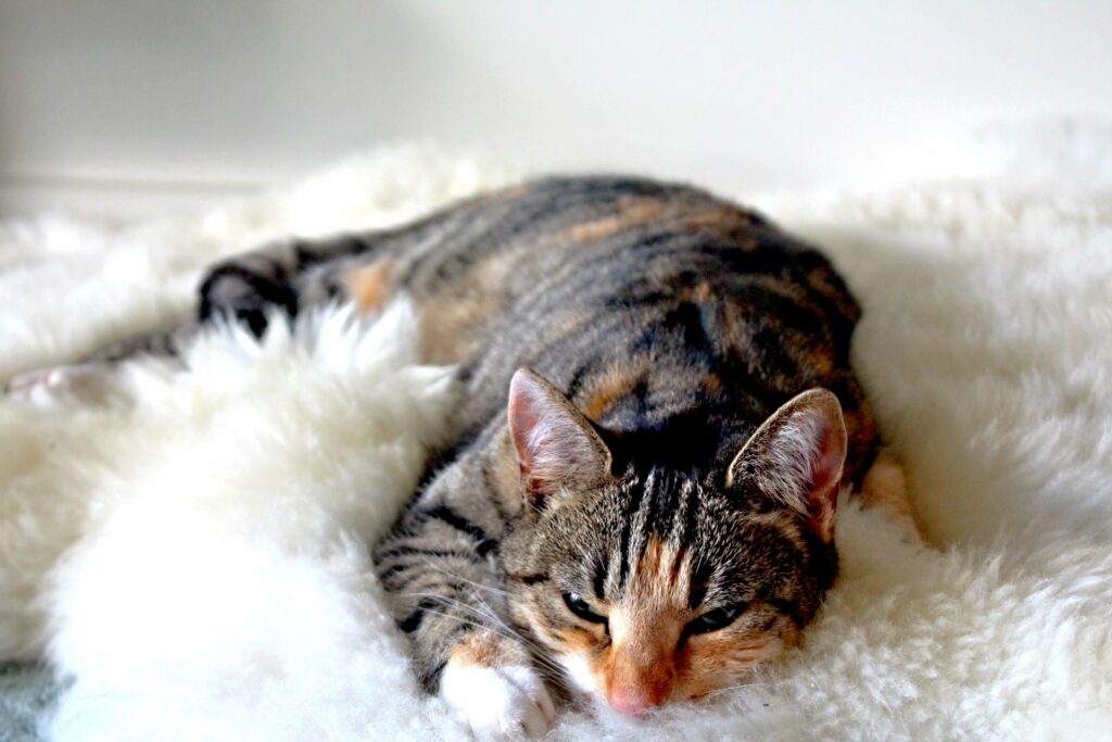 Calming Striped Cat Sleeping Wallpaper - Cozy Fluffy Background