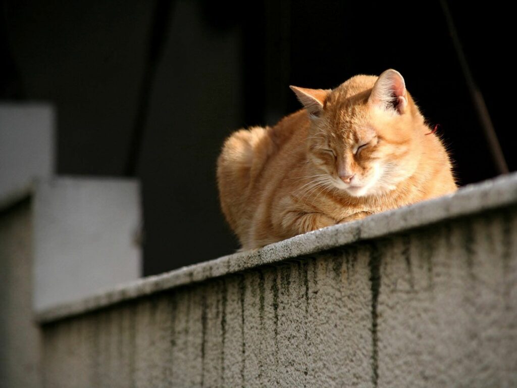 Cozy Striped Cat Sleeping on Textured Ledge - Serene Wallpaper