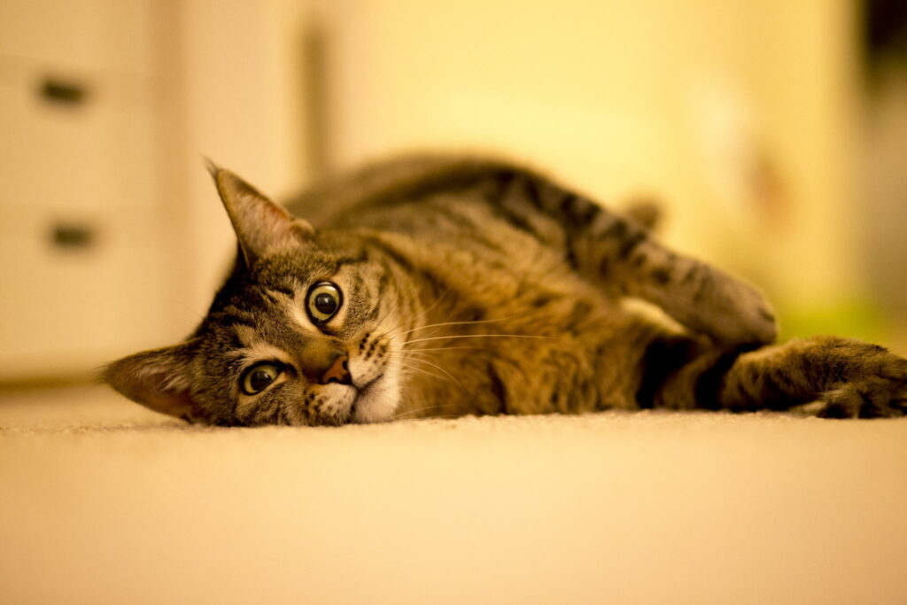 Cozy Striped Cat Wallpaper: Relaxed Feline on a Soft Surface