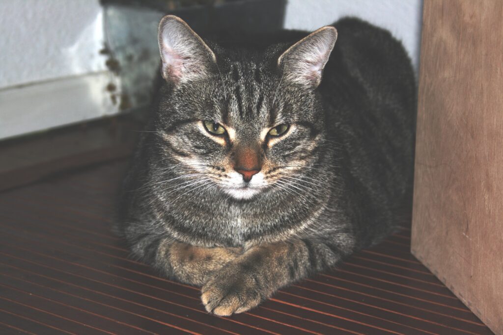 Cozy Striped Cat Wallpaper: Relaxed Feline at Home