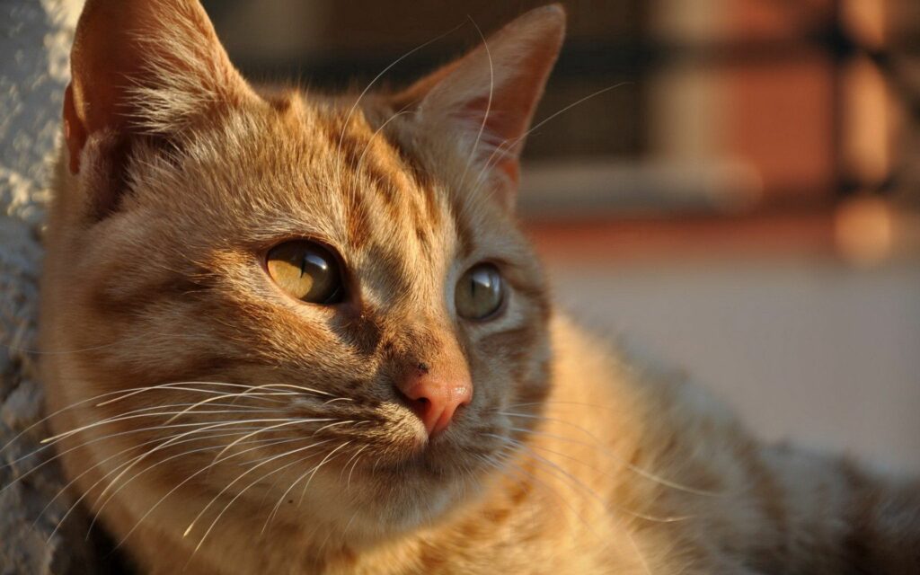 Cozy Striped Cat Close-Up in Sunlit Shadow | 1920x1200 Wallpaper