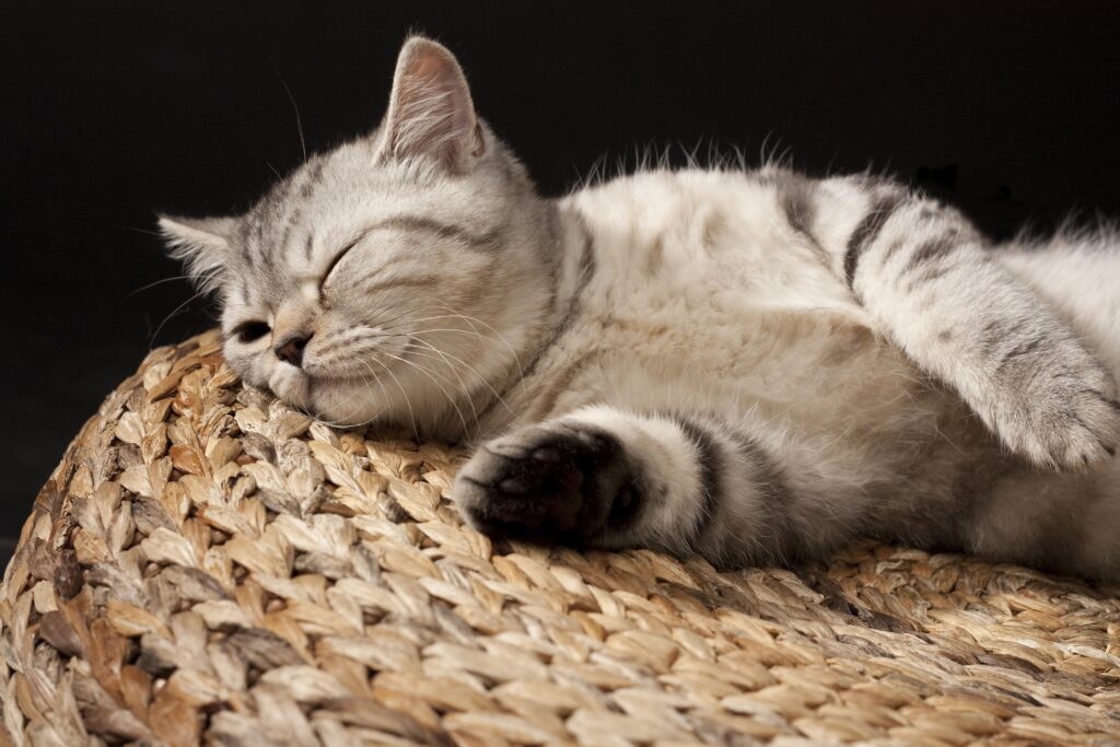 Cozy Striped Kitten Sleeping on Woven Straw Mat Background Wallpaper