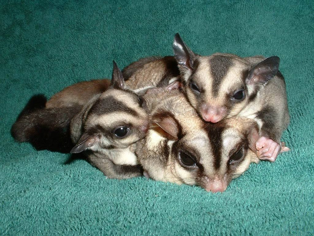 Sugar glider family snuggled on green background with black stripes and big expressive eyes Wallpaper
