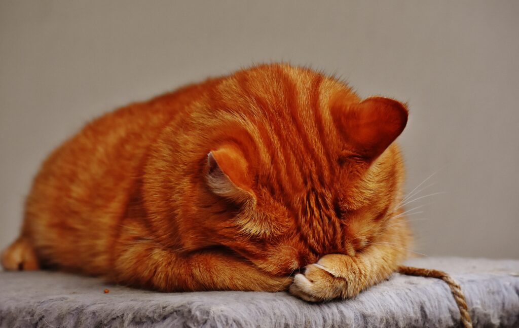 Cozy Tabby Cat Lying Down: Warm and Relaxing Wallpaper Background