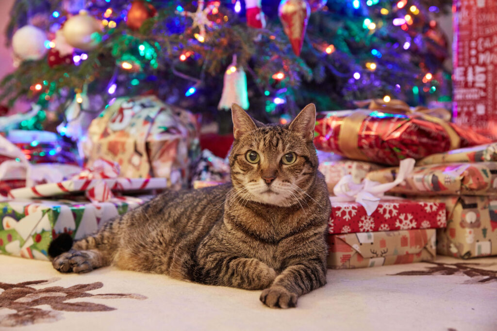 Cozy Tabby Cat by Festive Christmas Tree and Cheerful Gifts Wallpaper