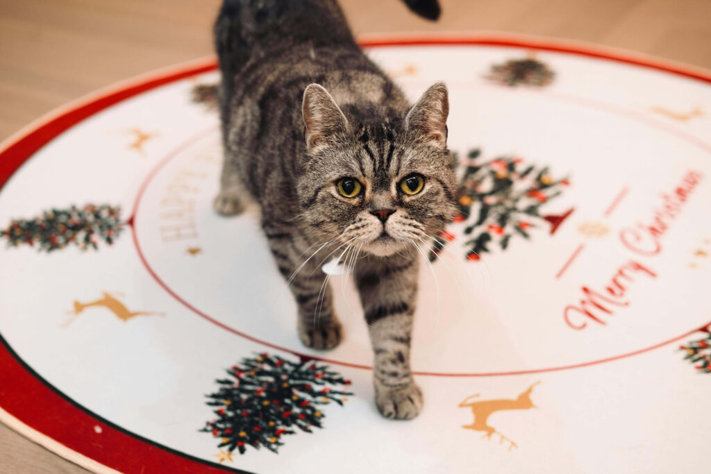 Festive Tabby Cat on Christmas Rug with Reindeer & Trees Wallpaper