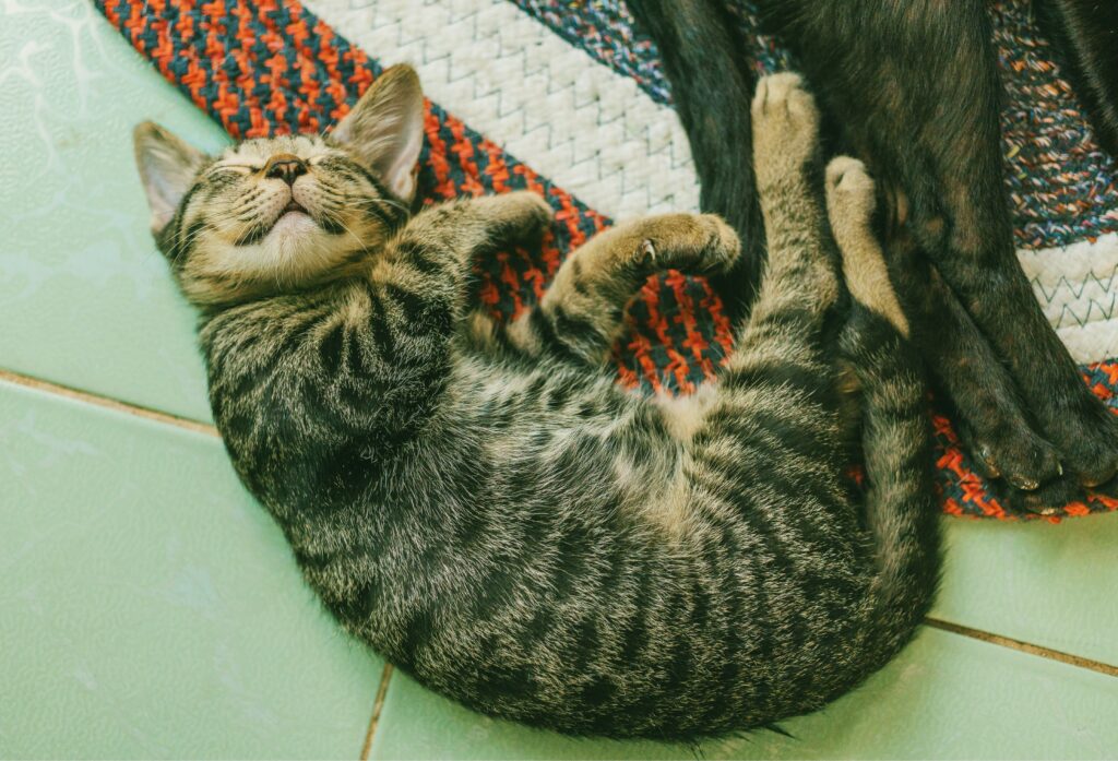 Charming Tabby Kitten Naps on Colorful Woven Rug - Serene Scene Wallpaper