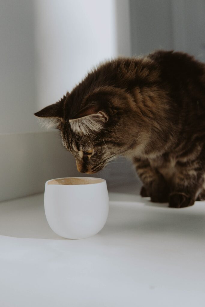 Curious Gray Cat Inspects White Cup - Cozy Wallpaper for Cat Lovers