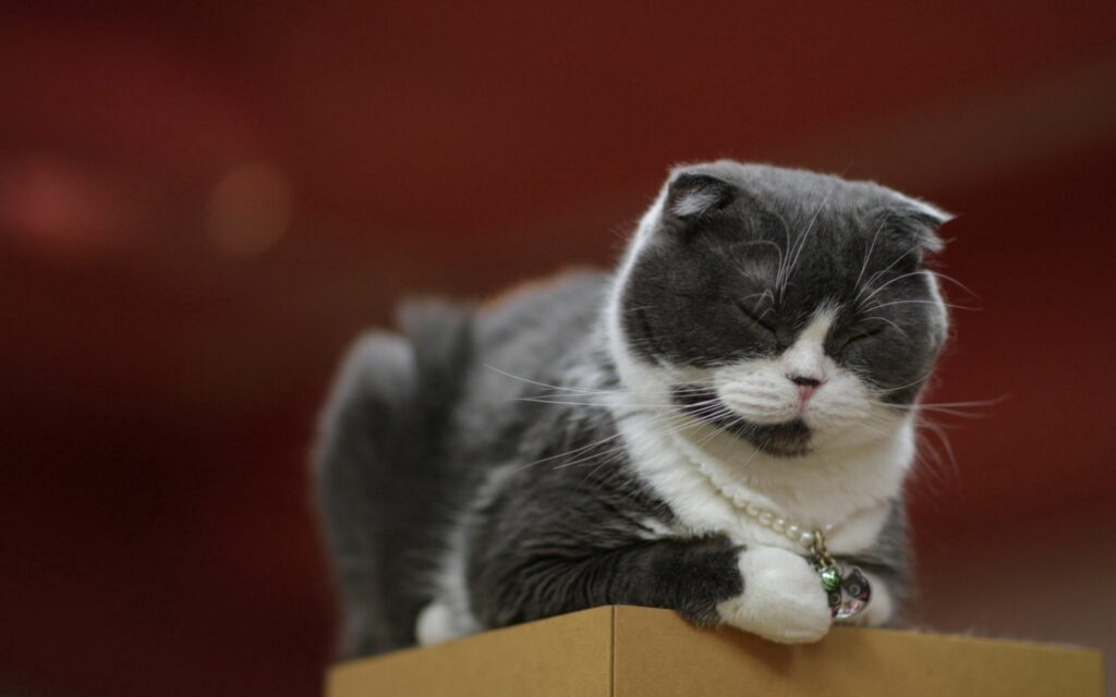 Cozy Cat Wallpaper: Serene Speckled Cat on Cardboard Box