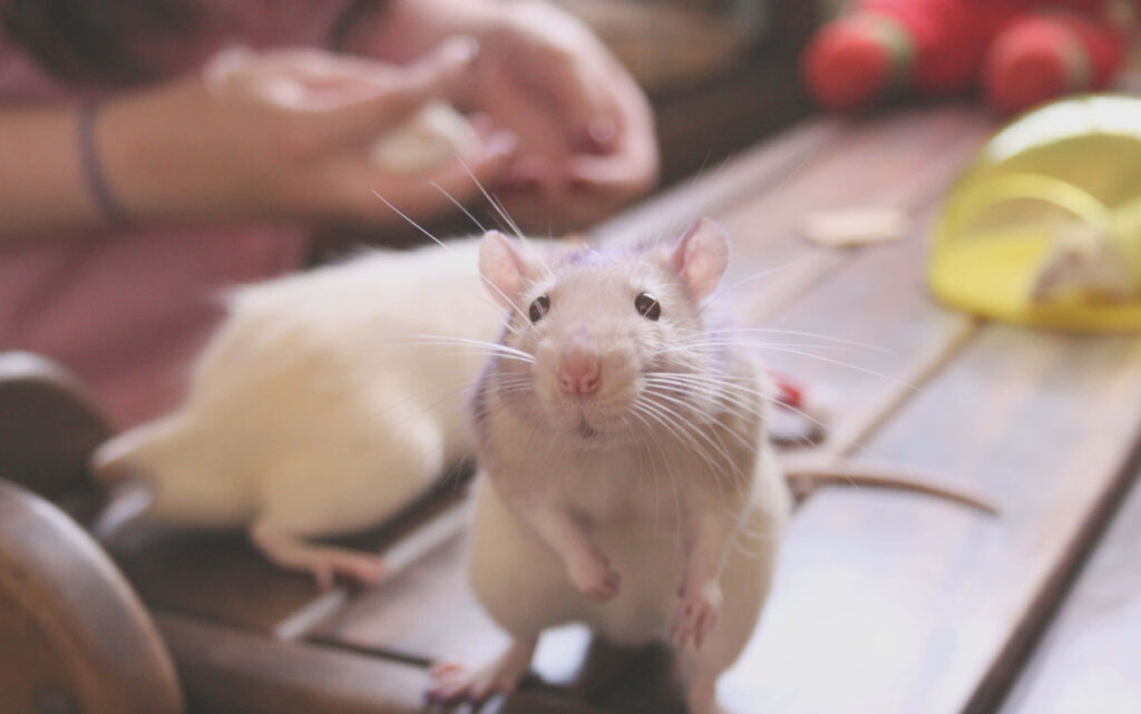 Cozy Rat Wallpaper: Adorable Rats on Wooden Table Background