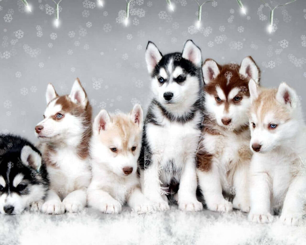 Cozy Husky Puppies in Soft Snowy Winter Wallpaper Background