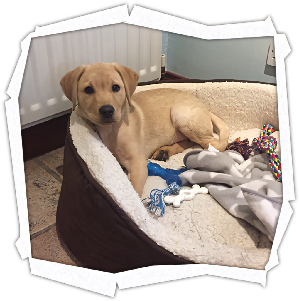 Adorable Yellow Labrador Puppy in Cozy Bed - Cute Wallpaper Background