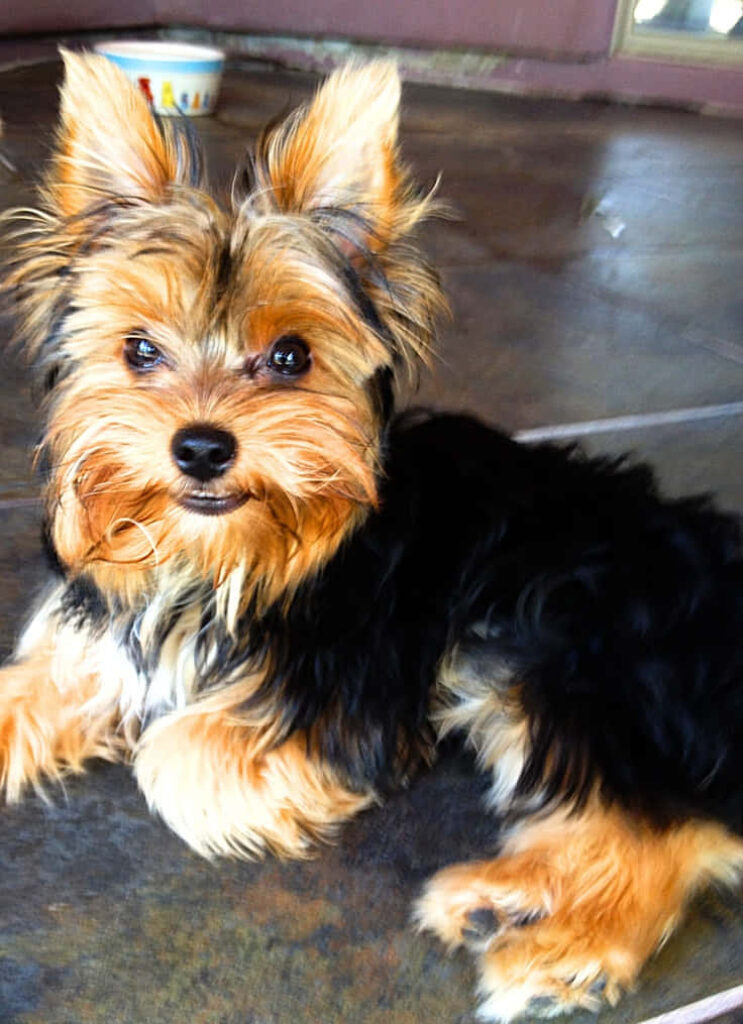 Adorable Yorkshire Terrier Portrait - Silky Fur & Cozy Wallpaper
