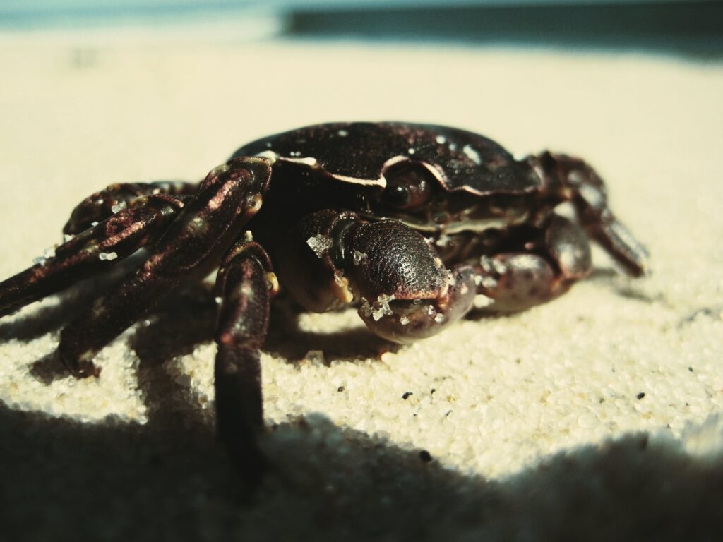 Crab on Sandy Surface: Sunlit Seaside Background Wallpaper