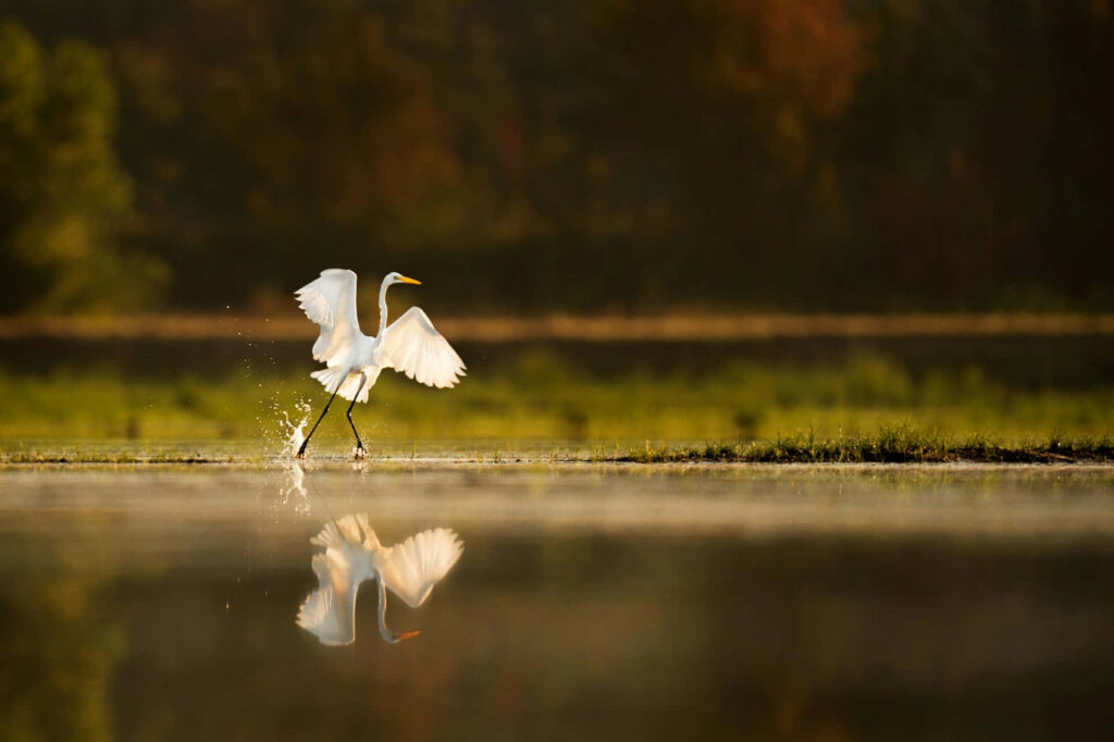 Elegant Crane Flight Reflected in Serene Water - Warm Toned Wallpaper