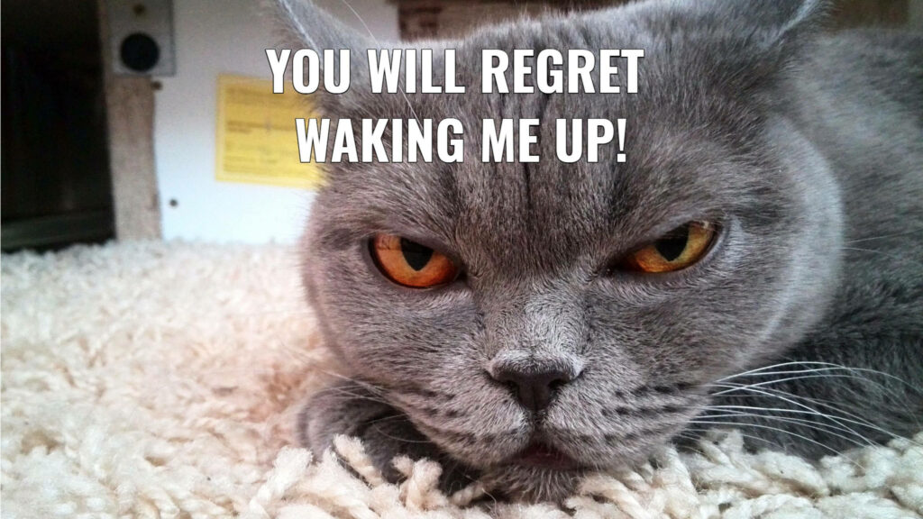 The Wrath of the Black British Shorthair: Enter at Your Own Peril! Wallpaper