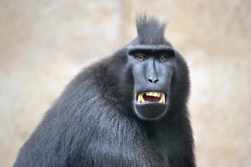 Striking Crested Black Macaque Close-Up – Playful Spirit Wallpaper