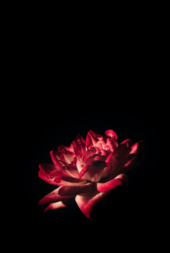 Dramatic Illumination: The Vibrant Red Lotus in Shadowed Serenity Wallpaper