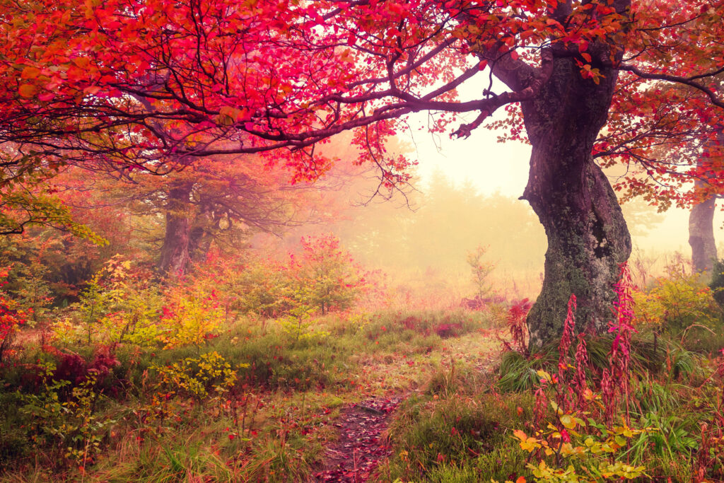 Crimson Splendor: Captivating Nature's Majesty in a Dusk-lit Sky Wallpaper