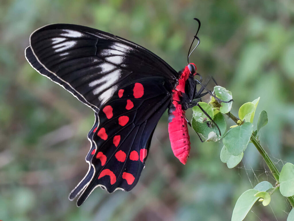 Vibrant Wings: A Captivating Red Butterfly Background Wallpaper