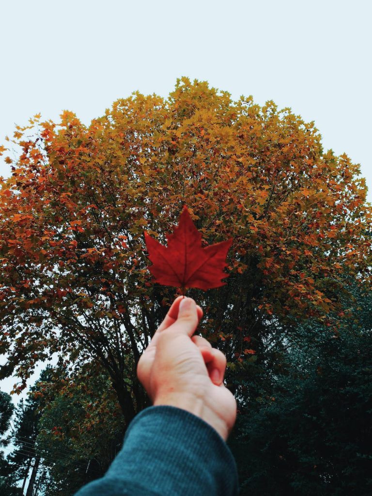 Hand holding vibrant red maple leaf with golden orange autumn foliage background wallpaper
