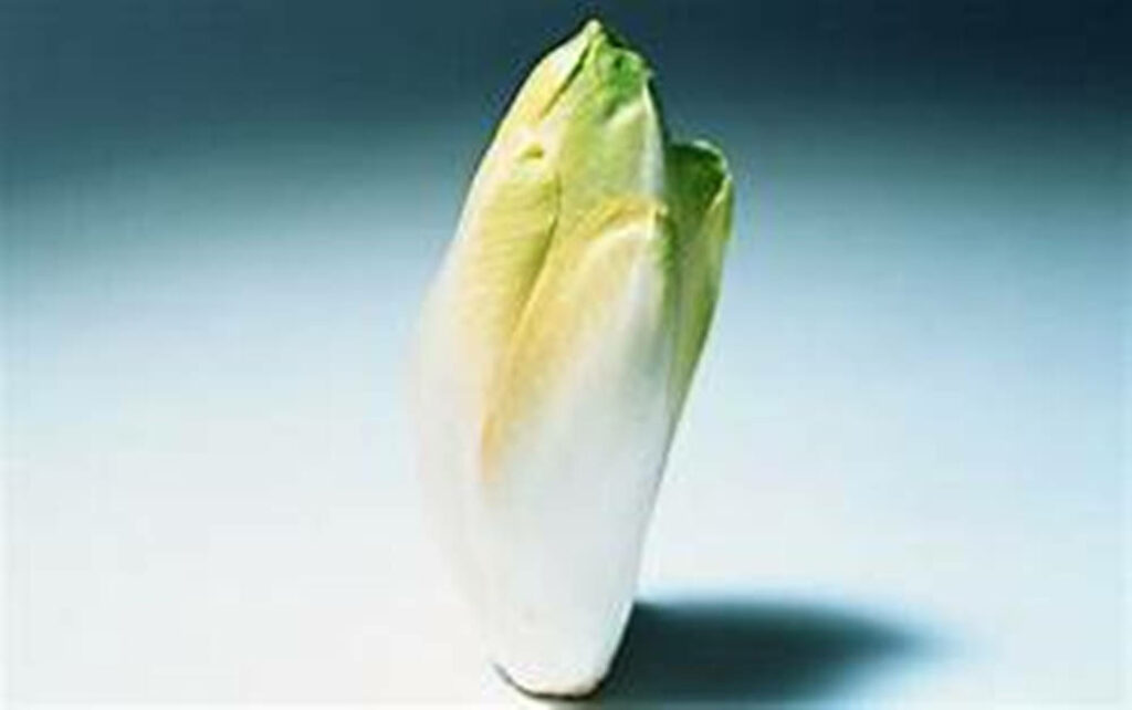 Crisp Belgian Endive Wallpaper: Smooth Texture on Gradient Background