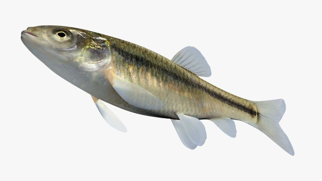 High-resolution Fathead minnow wallpaper showing detailed scales and lateral line on white background