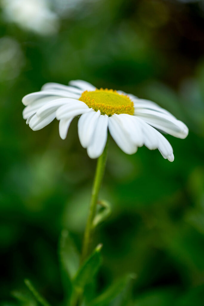 Vibrant White Daisy Wallpaper on Lush Green Background for Devices