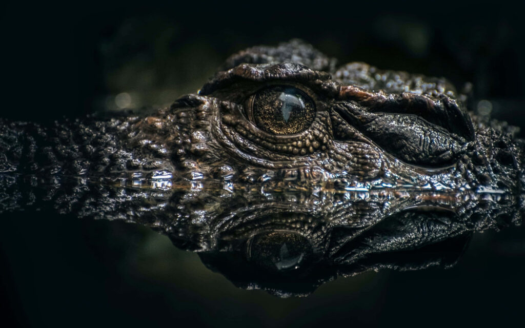Close-up of a crocodile face with textured skin and piercing eye reflected in still water shadows Wallpaper