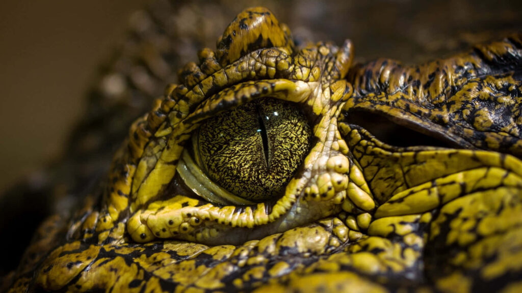Close-up of crocodile eye showing detailed scaly skin textures and intense reptile gaze wallpaper background