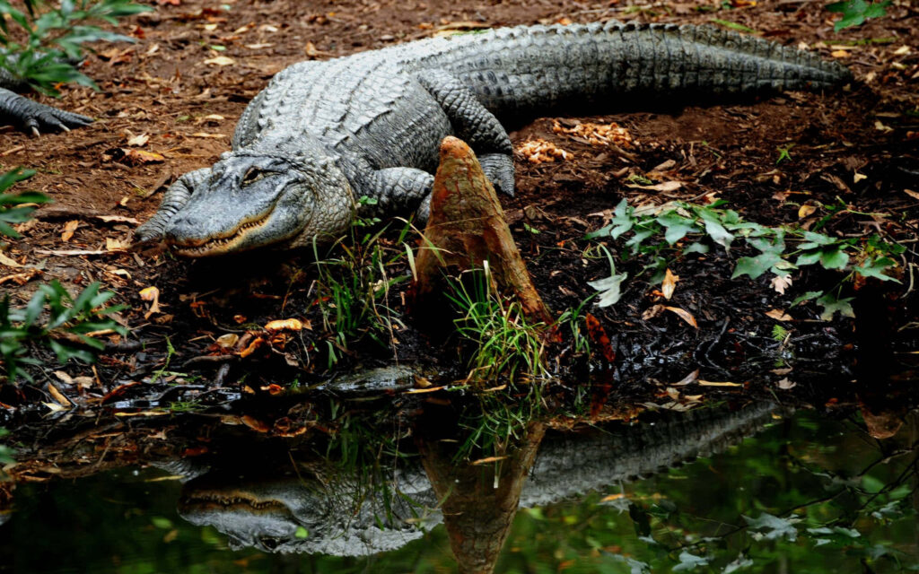 Majestic Crocodile at Serene Green Lake: Nature's Wild Reflection Wallpaper