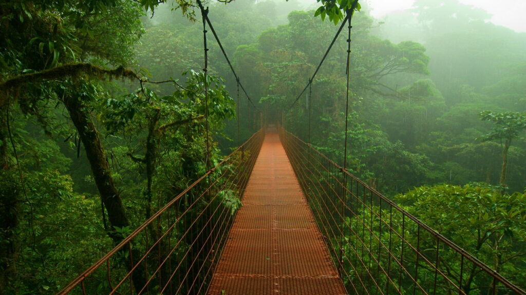 Venture into the Lush Green Jungle: HD Wallpaper Featuring Brown Full Suspension Bridge Amidst Trees
