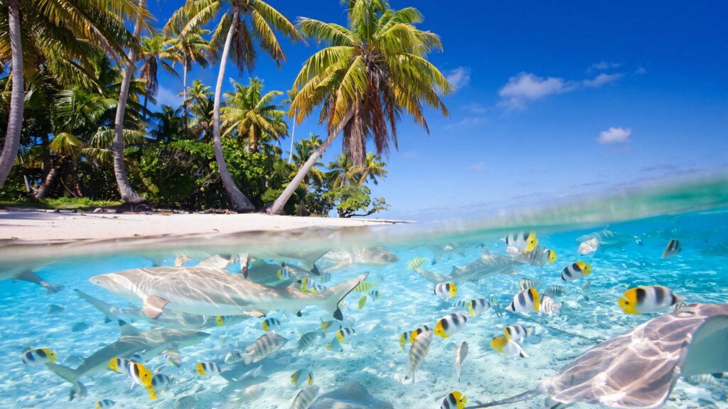 Split-view of Fiji crystal-clear waters with tropical fish lush palm trees and sunlit beach background Wallpaper