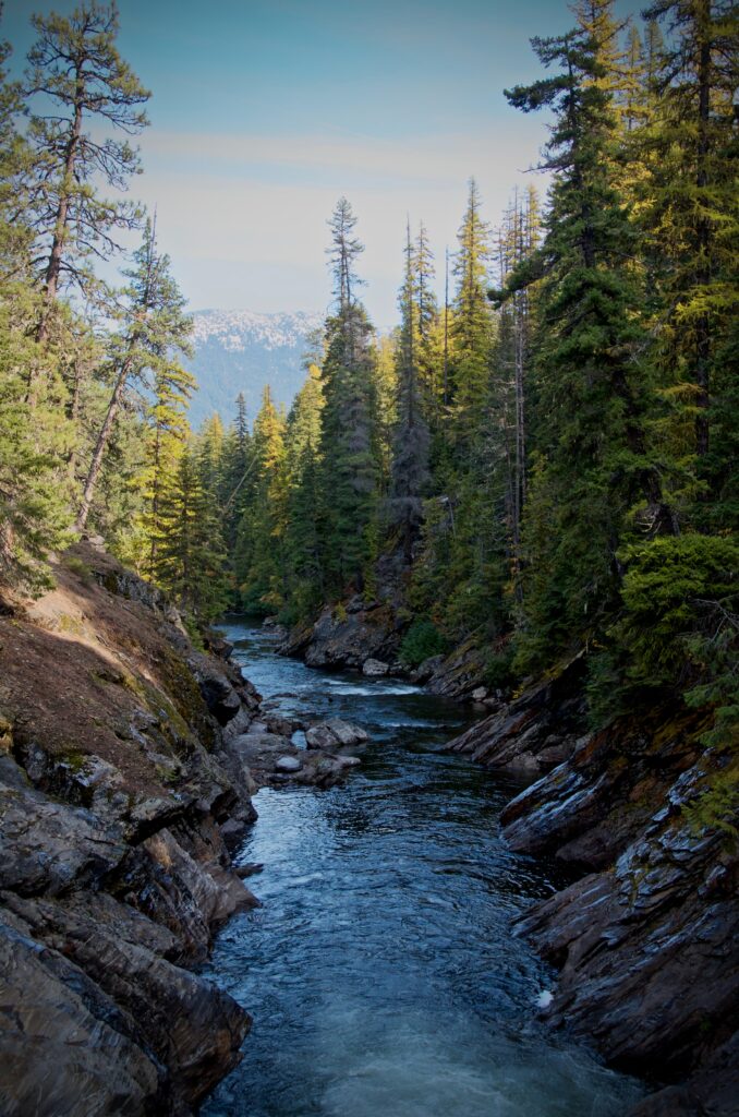 Crystal clear river winding through dense spruce forest with rocky banks and sunlight filtering Wallpaper