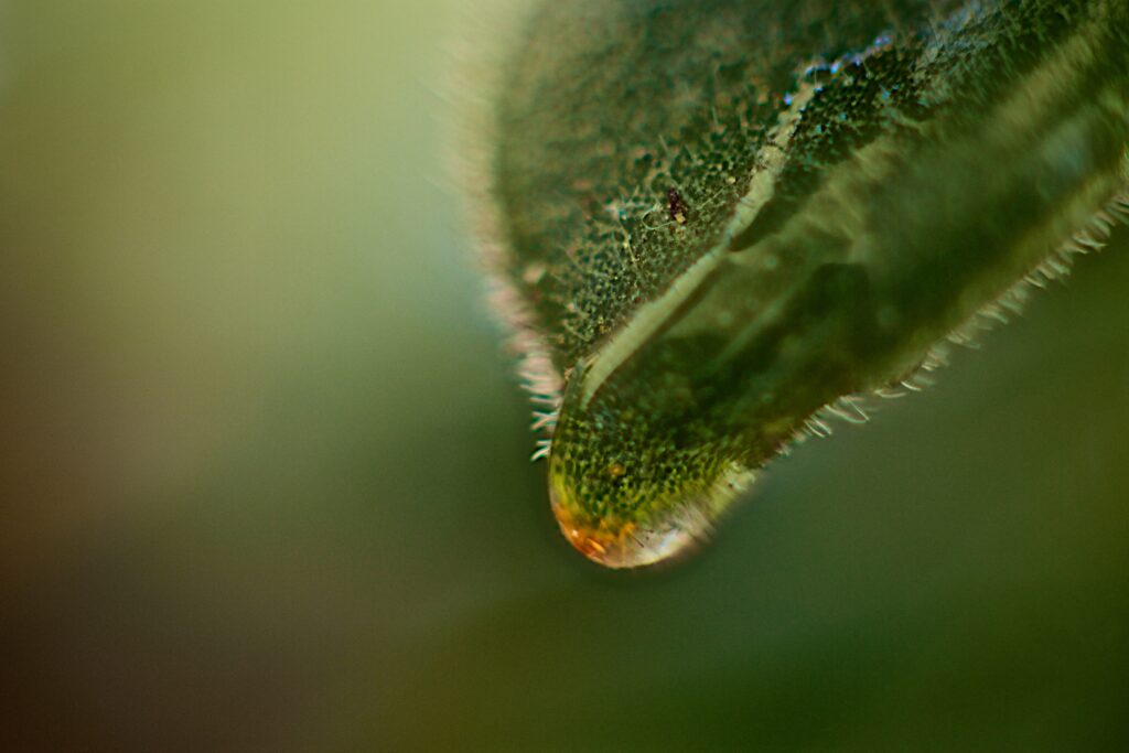 Macro Green Leaf with Crystal Water Droplet - Stunning Wallpaper