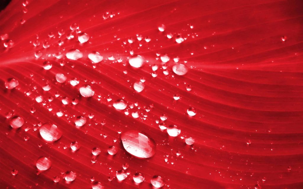 Close-up of vibrant red leaf with crystal-clear water drops and soft lighting background wallpaper