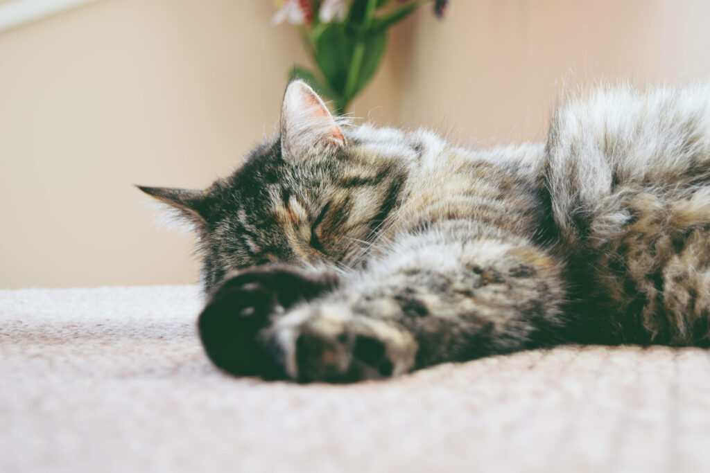 Furry Delight: Adorable Grey Cat Blissfully Napping on Owner's Carpet Wallpaper