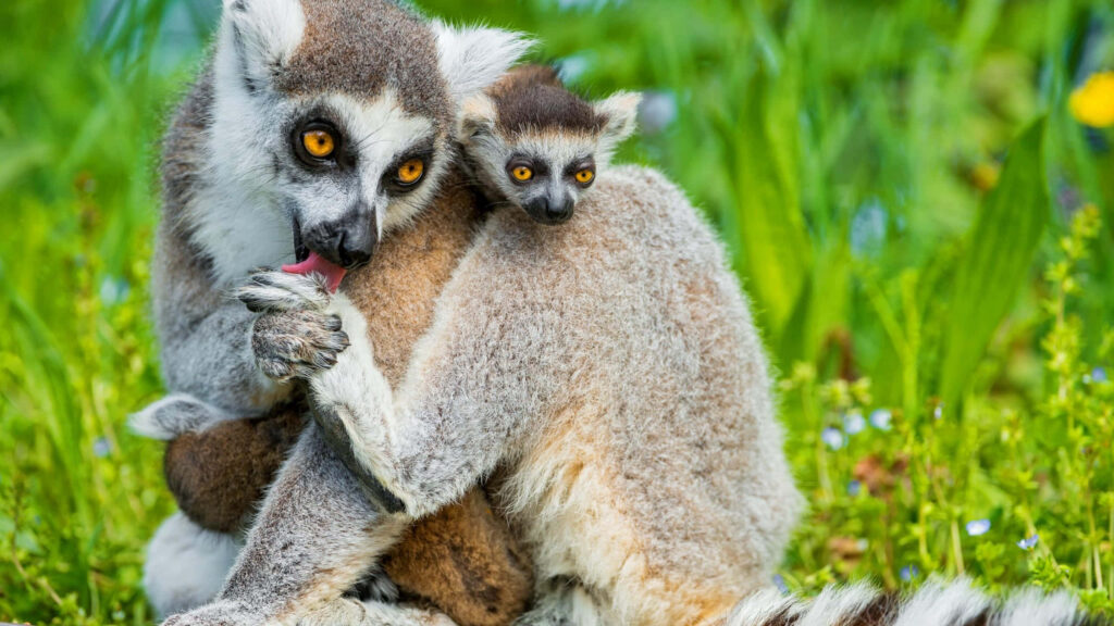 Heartwarming Ring-Tailed Lemur Cuddles Baby in Lush Greenery Wallpaper