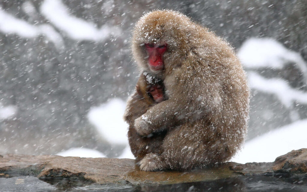 Adorable Japanese Macaques Hugging in Hot Spring Wallpaper