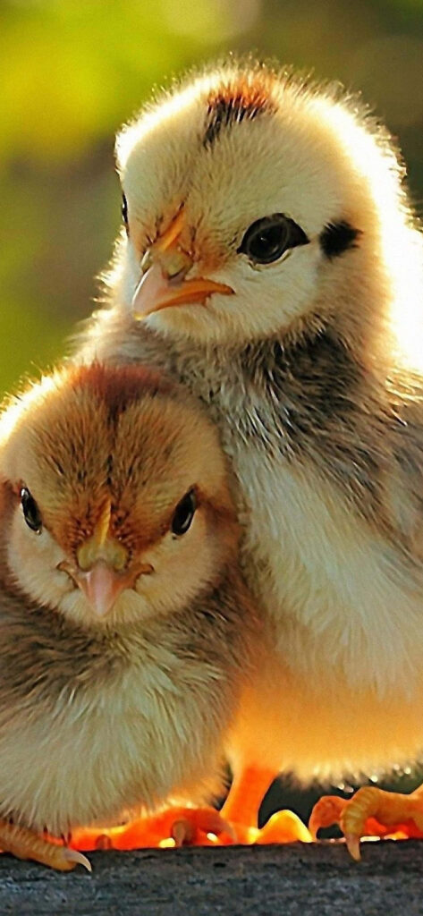 Cuddly Chicks Wallpaper - Cute & Cozy Background for Your Screen