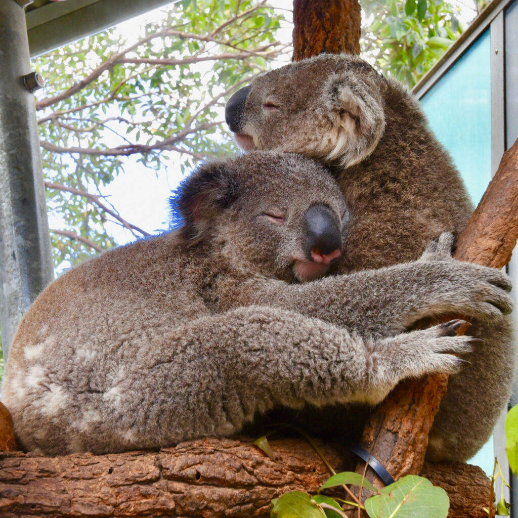 Cuddling Koalas on Tree Branch: Serene Wallpaper with Green Foliage