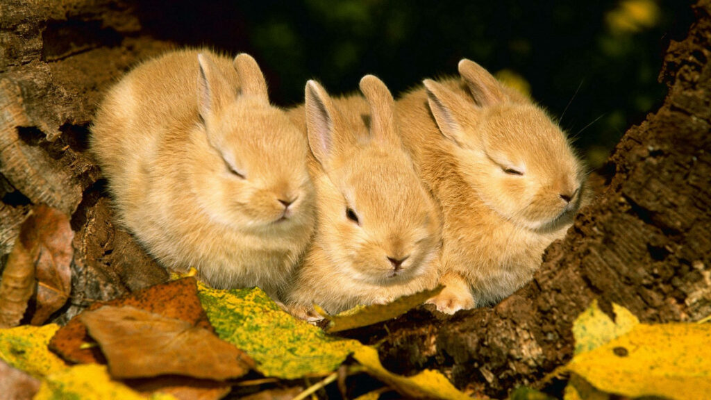 Cozy Woodland Slumber: Adorable Rabbit Triplets Enjoying a Nap Amid Nature's Bed Wallpaper